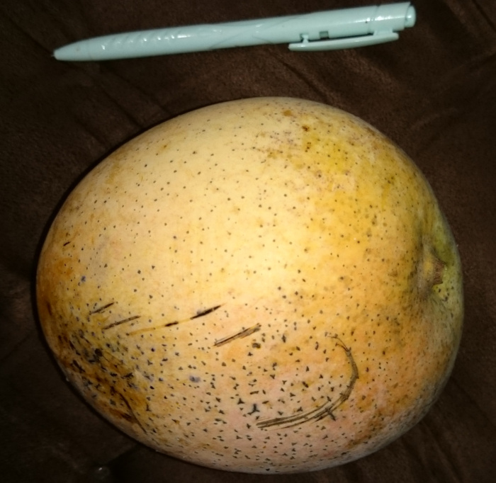 Riesenmango