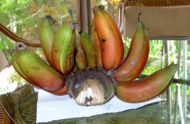 Ein Teil der ersten Ernte von roten Bananen.