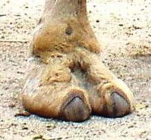 220px-Camel_Foot.jpg