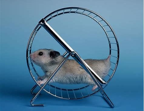 Hamsterrad.jpg