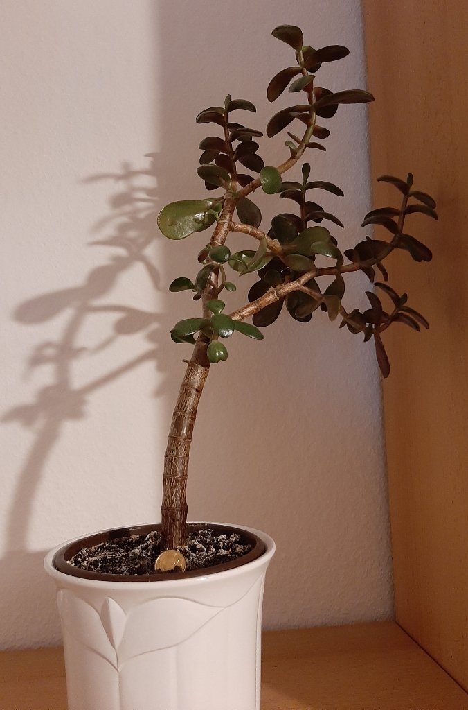 Baum mai yai.jpg