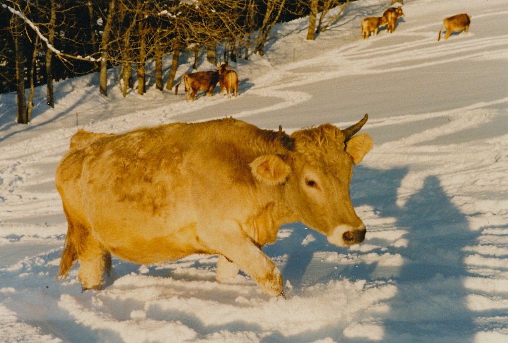 Le peu des vaches 2.jpg
