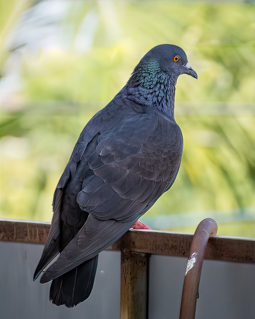 bird-1.jpg