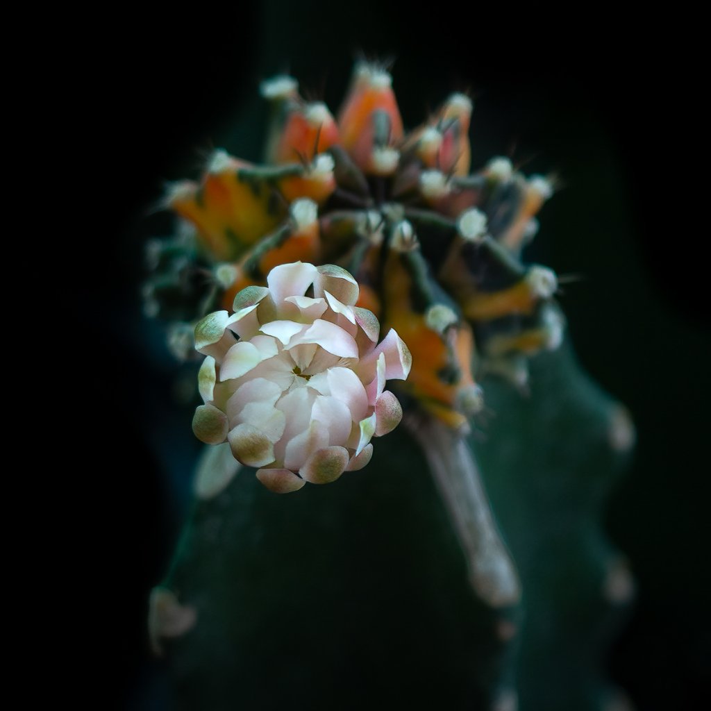 cactus-blossom.jpg