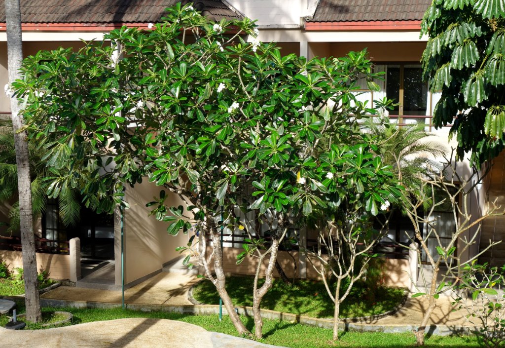 Coconut Village Resort 14.JPG