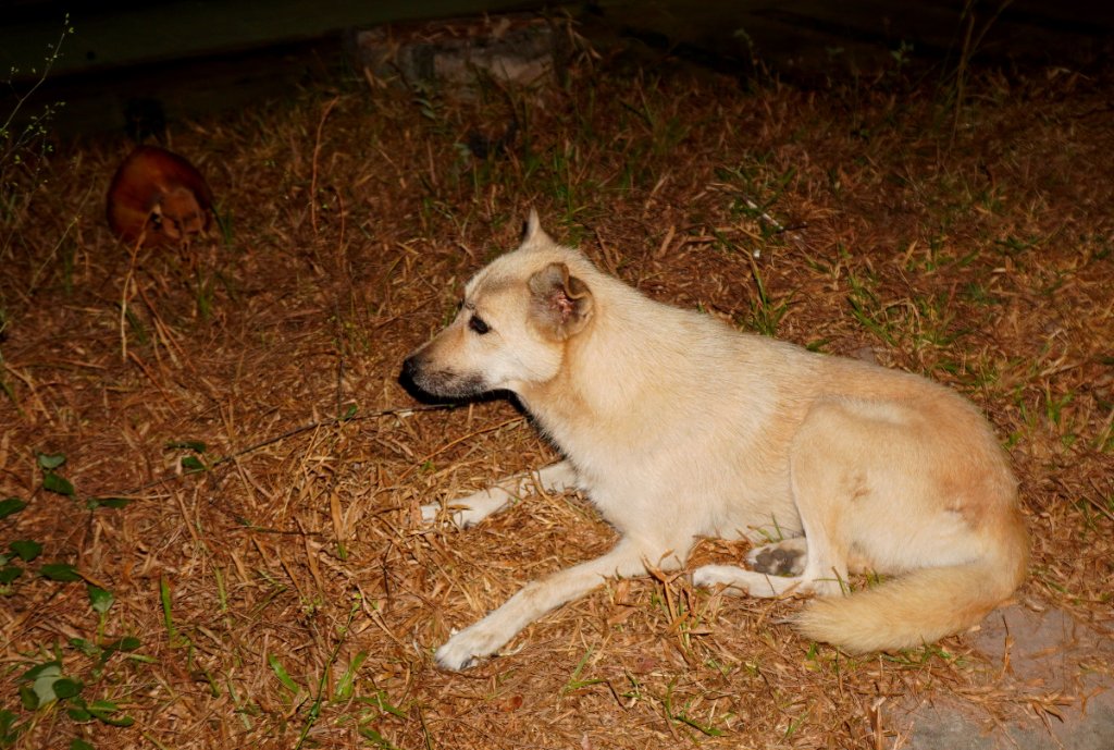 Nai Yang Beach Cane.JPG