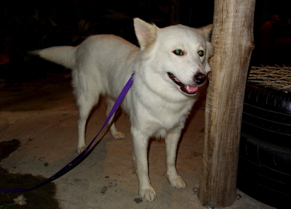 Bars Dog.JPG
