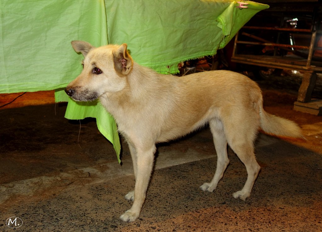 Bars Dog 2.JPG