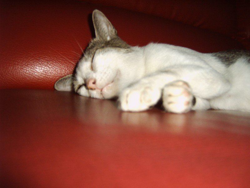 IMG00419.jpg