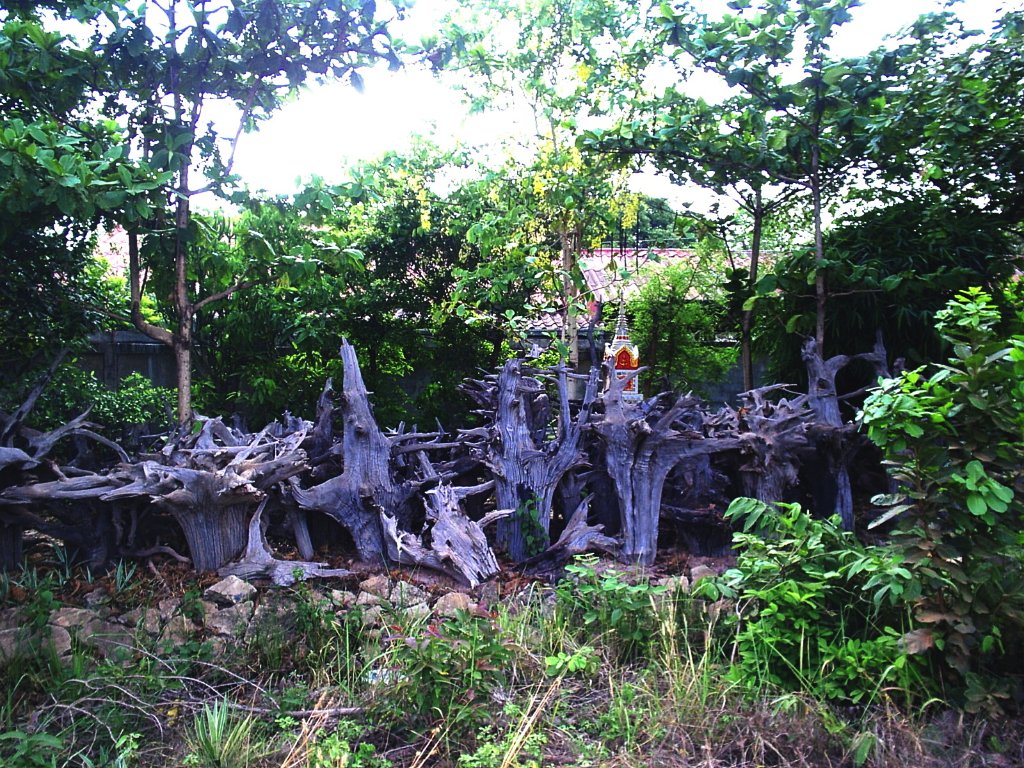 ferrien thailand029.JPG