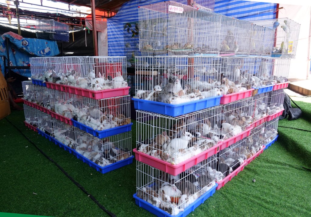 Thung Si Mueang annual fair Udon 3.JPG