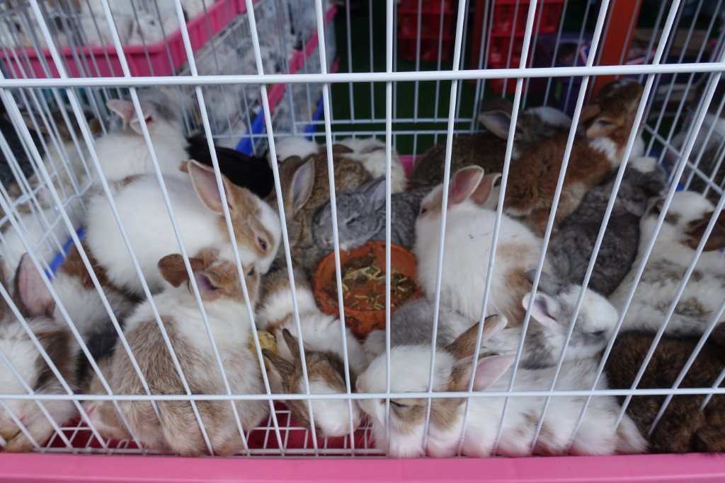 Thung Si Mueang annual fair Udon 6.JPG