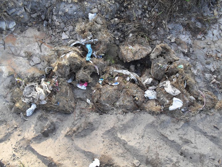 Die Elephanten Fressen  auch denn Touristen Muell