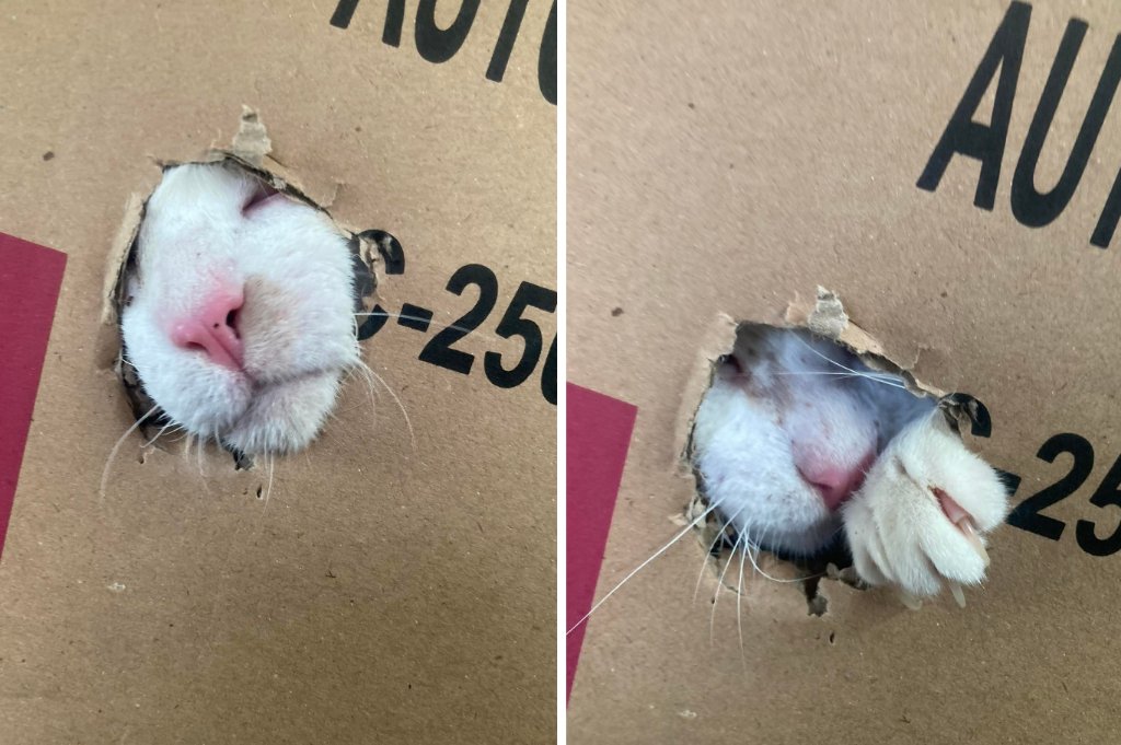 Cat in Box 3.jpg