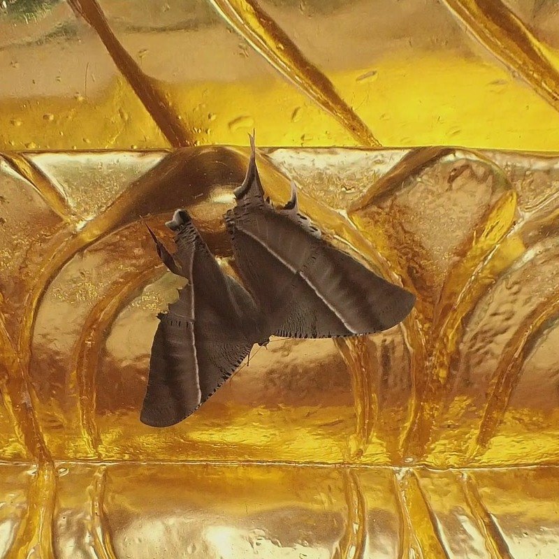 Schmetterling.jpg