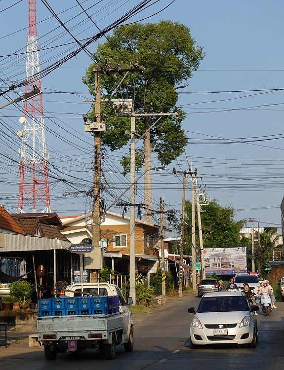 Aduliadetroad Baum.JPG