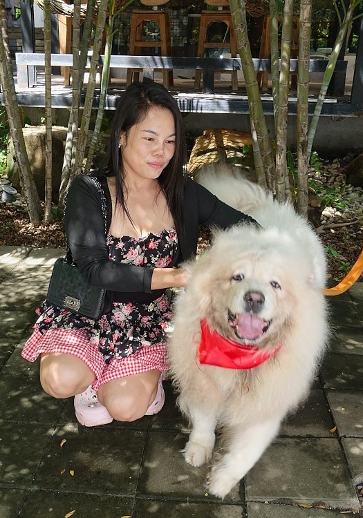 Chinesischer Eskimo 2.JPG